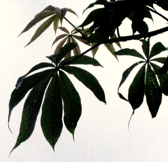 digitally compound leaves of CEIBA PENTANDRA