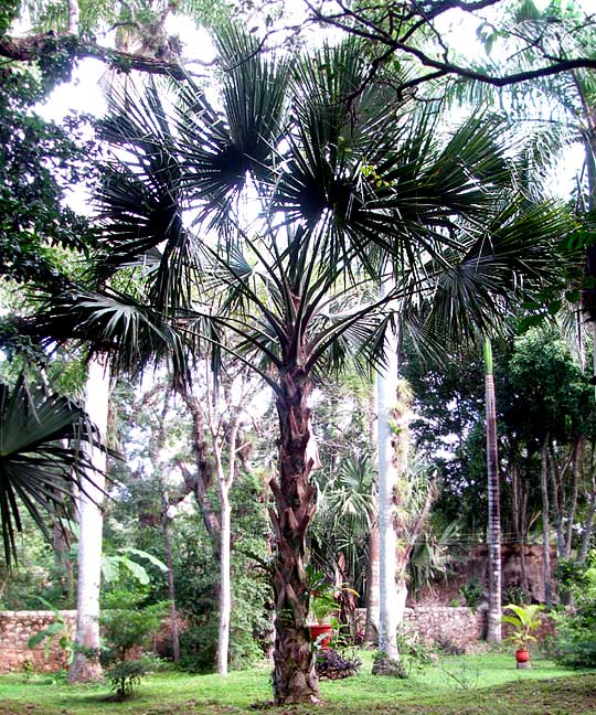 Sabal Palmetto, SABAL PALMETTO