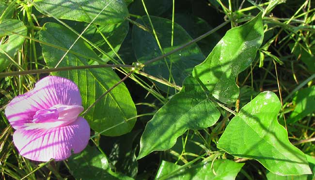 Butterfly Pea, CENTROSEMA SCHOTTII