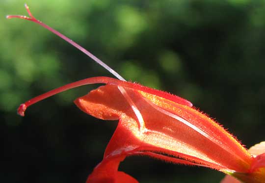 Scarlet Sage, SALVIA COCCINEA, flower cross section