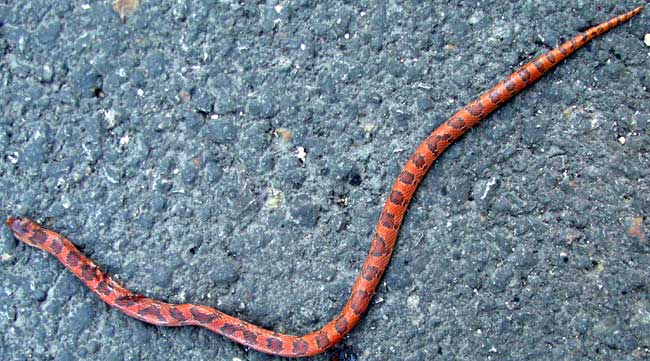 Blotched Hooknosed Snake, FICIMIA PUBLIA