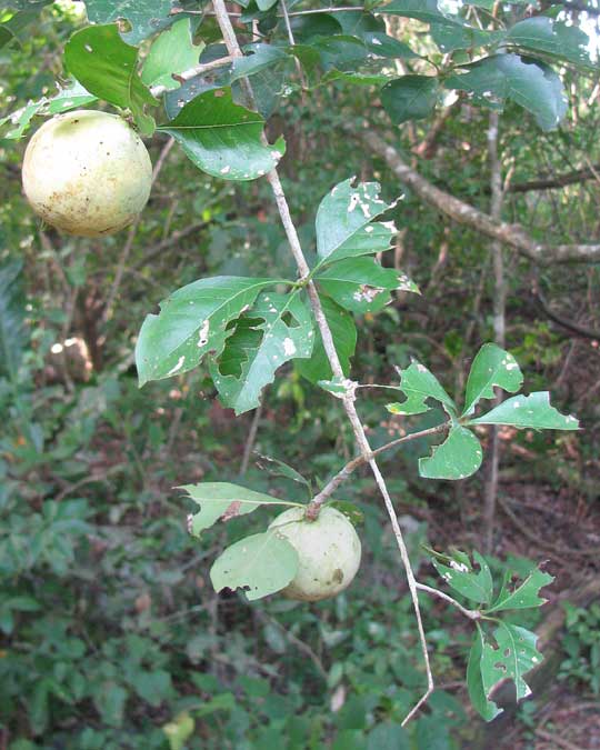RANDIA LONGILOBA fruits