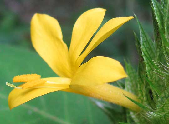 Yellow Barleria, BARLERIA MICANS, flowers