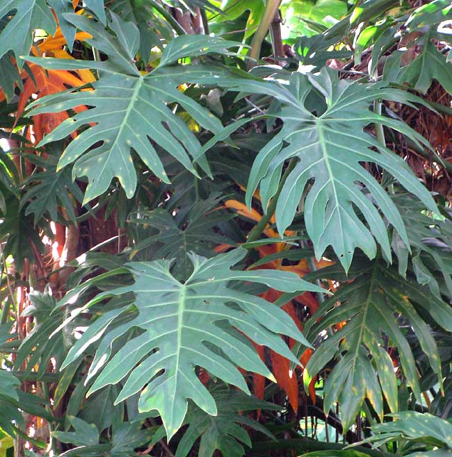Split-leaf Philodendron, PHILODENDRON RADIATUM