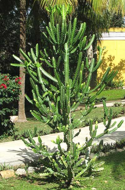 Candelabra Cactus, False Cactus and Dragon Bones -- Euphorbia lactea