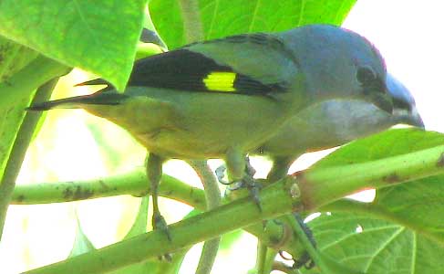 Yellow-winged Tanager, THRAUPIS ABBAS