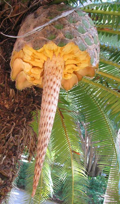 mature cone of Tree Cycad or Blue Dioon, DIOON SPINULOSA