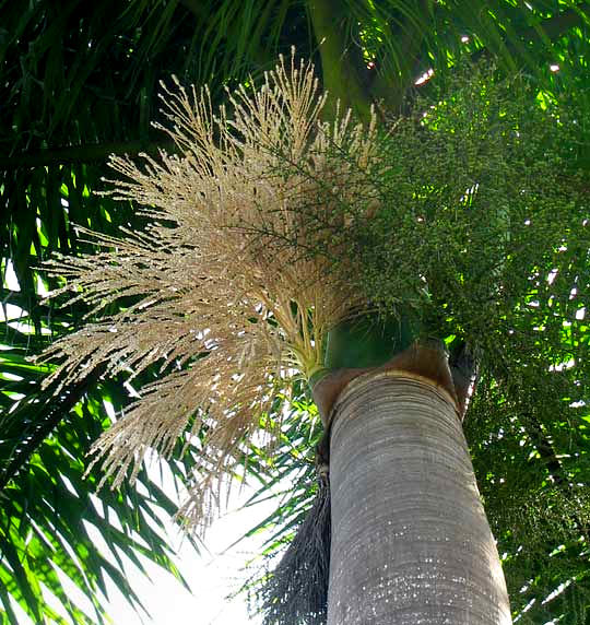flowering infloresences of Royal Palms, ROYSTONEA REGIA