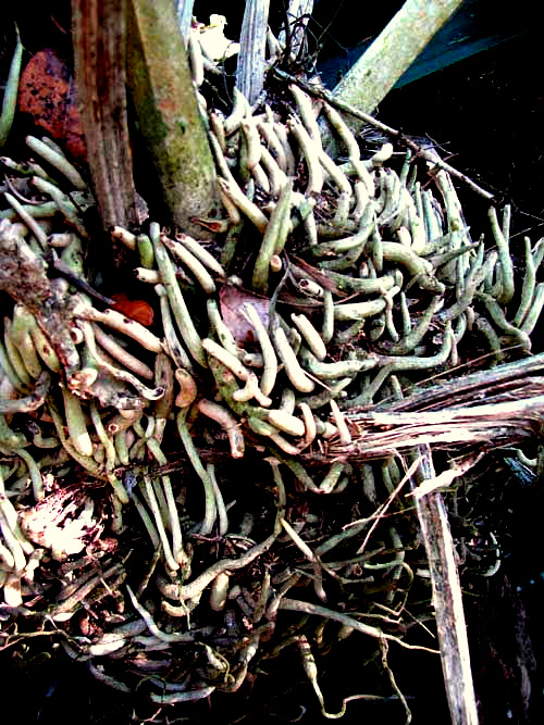 aerial roots of ANTHURIUM SCHLECHTENDALII showing mycorrhiza