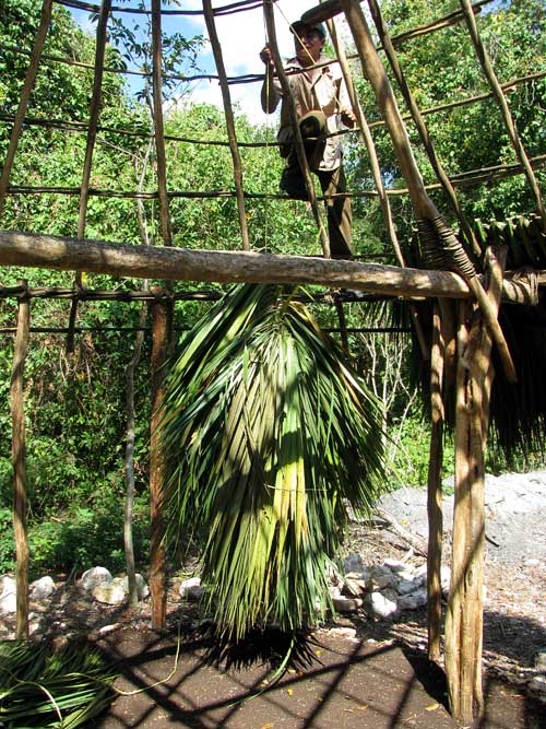 Huano Palm, SABAL YAPA, thatchng a roof