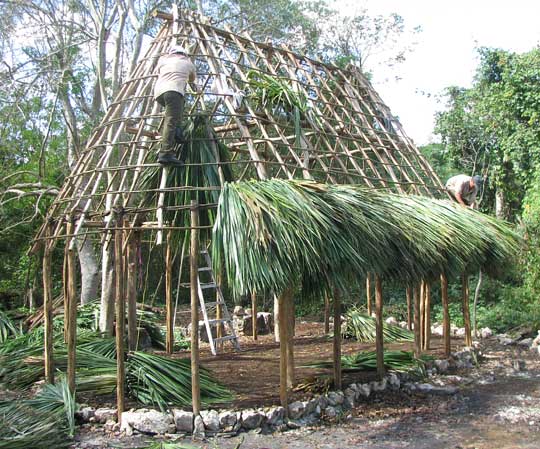 Huano Palm, SABAL YAPA, being used to thatch a roof