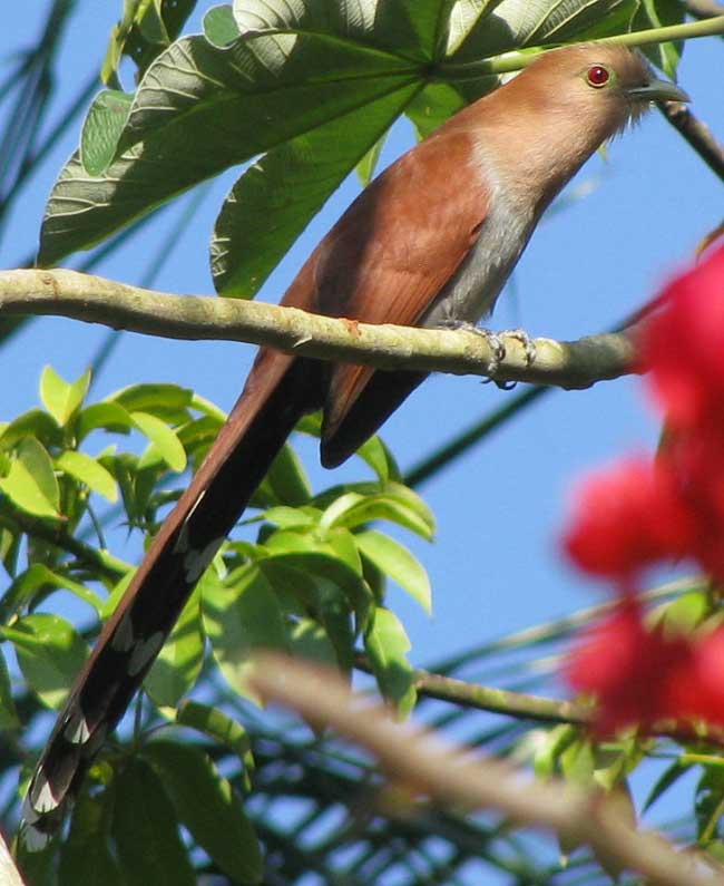 Squirrel Cuckoo, PIAYA CAYANA