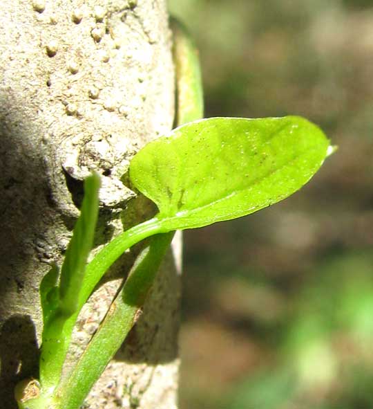 possibly a tiny Dioscorea leaf