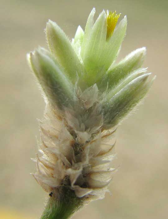 Yellow Joyweed, ALTERNANTHERA FLAVESCENS, flower head