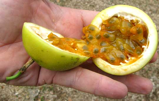 Yellow Passion Fruit, PASSIFLORA EDULIS var. FLAVICARPA, open fruit