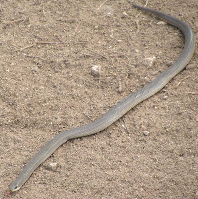 Scorpion-hunting Snake, STENORRHINA FREMINVILLEI