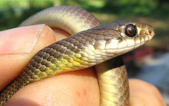 cf. Mayan Golden-backed Snake, SYMPHIMUS MAYAE