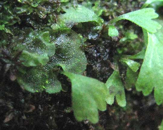 fern prothallus (of Thelypteris hispidula)