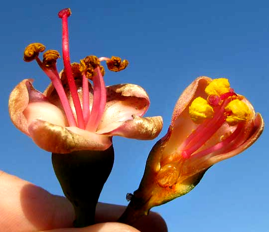 Ceiba, CEIBA PENTANDRA, flowers