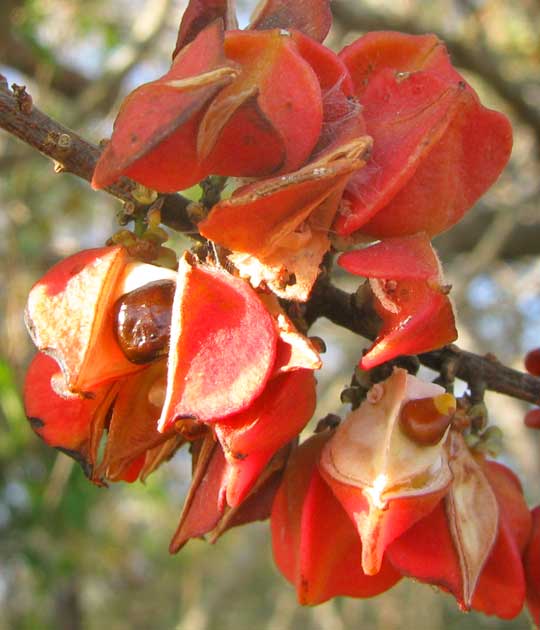 PAULLINIA FUSCESCENS, fruits & seeds