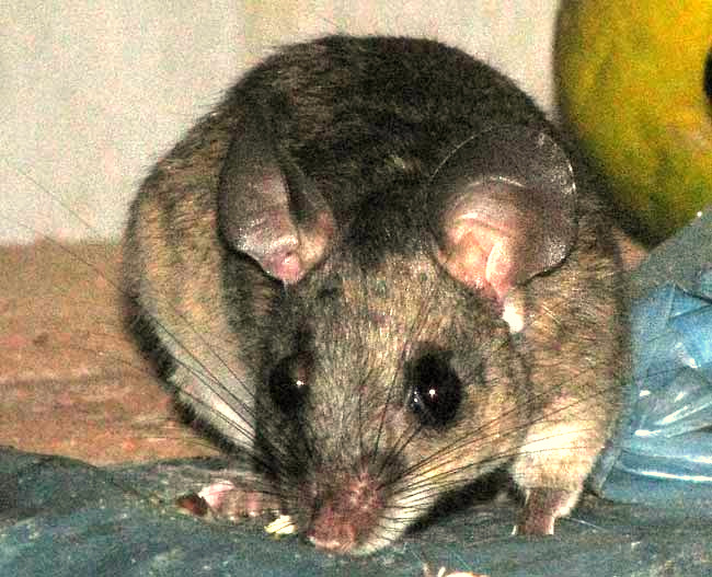 a mouse in a house in the Yucatan, Mexico