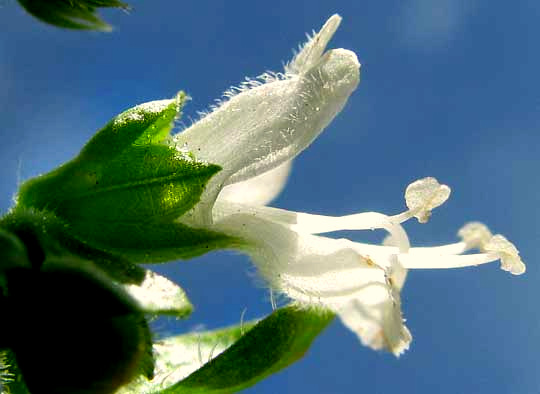 Basil, OCIMUM BASILICUM, flower