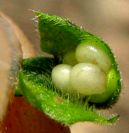 Basil, OCIMUM BASILICUM, four nutlets of four-lobed ovary