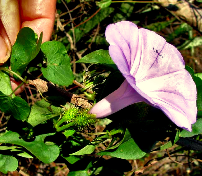 morning glory, IPOMOEA CRINICALYX