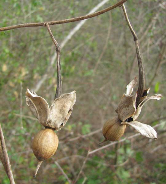 fruiting capsules of morning glory, IPOMOEA CLAVATA