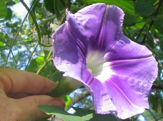 flower of IPOMOEA CLAVATA