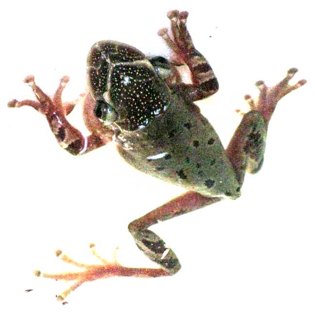 Yucatán Casqueheaded Treefrog, TRIPRION PETASATUS