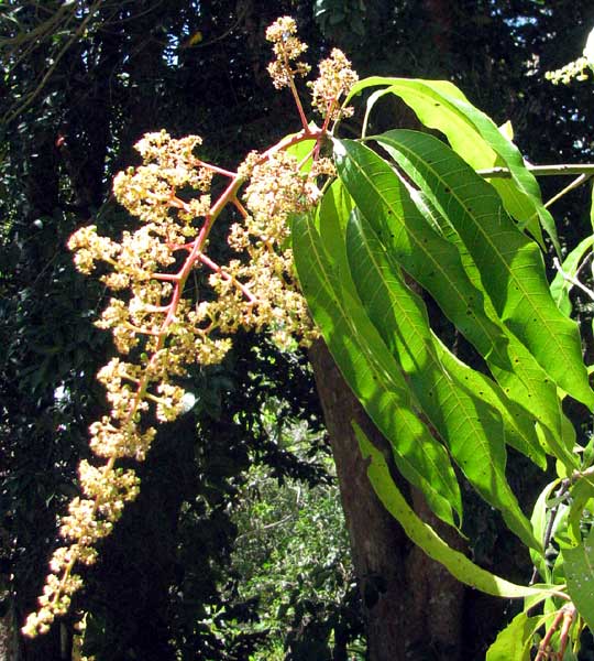 Mango, MANGIFERA INDICA, flowers
