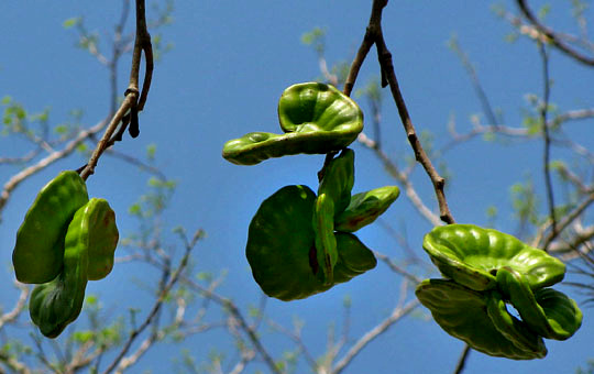 fruits, or legumes, of Guanacaste or Piich, ENTEROLOBIUM CYCLOCARPUM