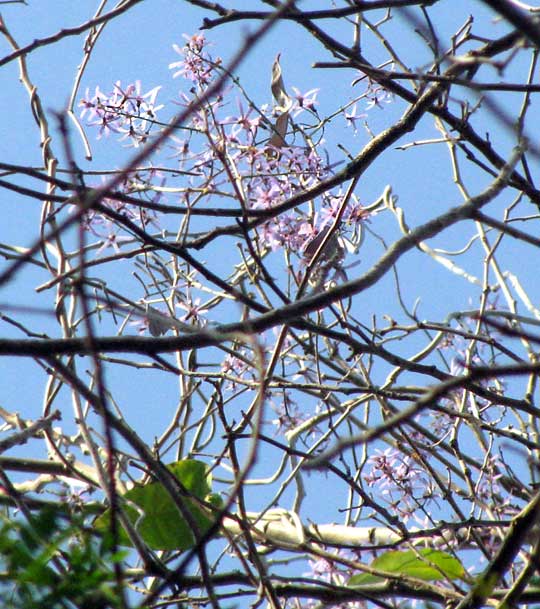 Queens Wreath, PETREA VOLUBILIS