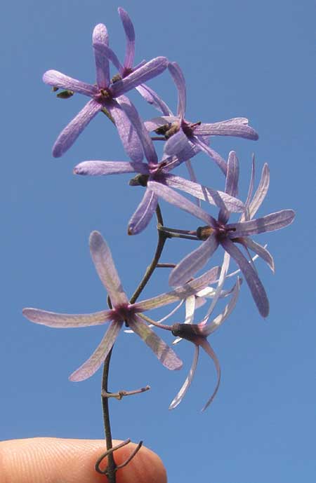 Queens Wreath, PETREA VOLUBILIS, flowers (calyxes)