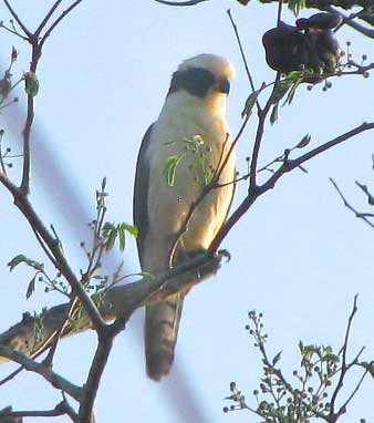 Laughing Falcon, HERPETOTHERES CACHINNANS