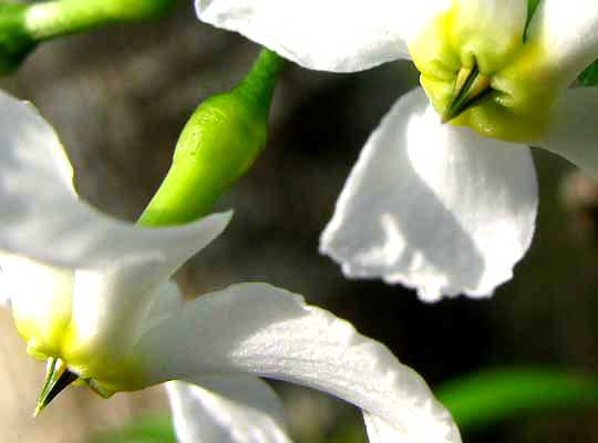 TABERNAEMONTANA AMYGDALIFOLIA, flower