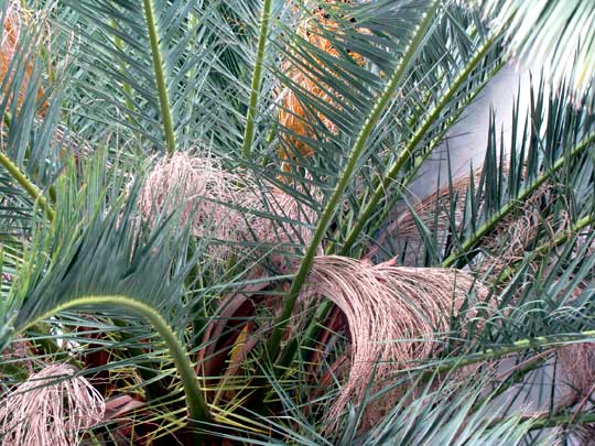 Canary Island Date Palm, PHOENIX CANARIENSIS, showing inflorescence of male flowers and spiny lower pinnae