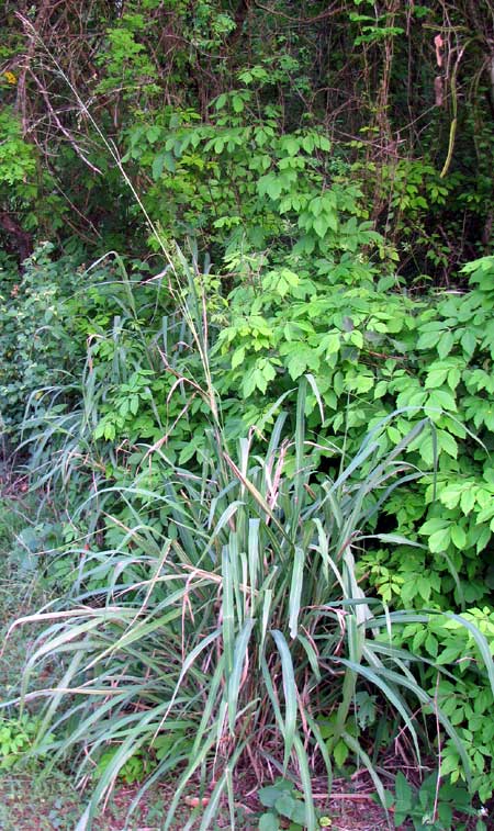 Guinea Grass, PANICUM MAXIMUM
