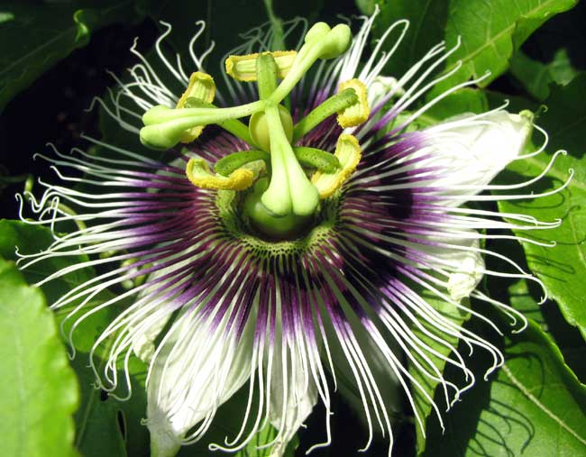 PASSIFLORA EDULIS var. FLAVICARPA, flower