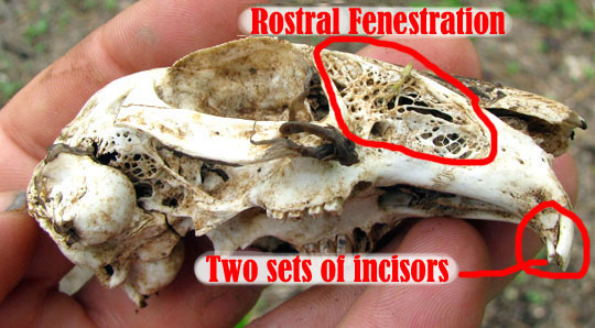 rabbit skull showing rostral fenestration and two sets of incisors