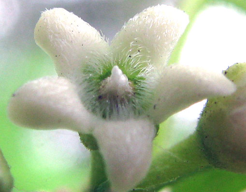 MARSDENIA COULTERI, flower