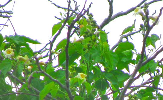 Monkey-Comb, PITHECOCTENIUM CRUCIGERUM, flowers and leaves in treetop