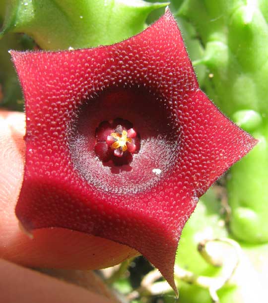 Red Dragon Flower, HUERNIA SCHNEIDERANA, flower