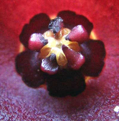 Red Dragon Flower, HUERNIA SCHNEIDERANA, flower close-up
