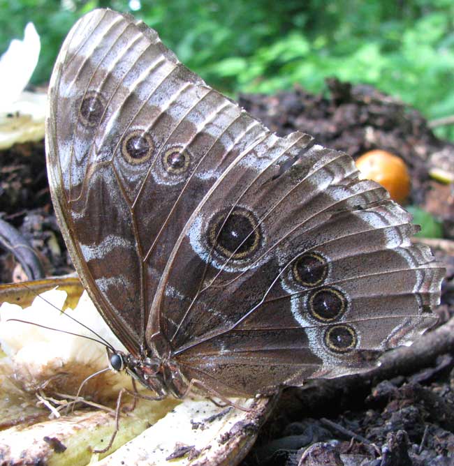 Common Blue Morpho, MORPHO HELENOR, wing undersides