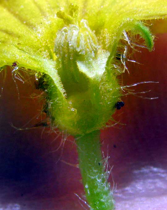 Cucumber, CUCUMIS SATIVUS, male flower, longitudinal section