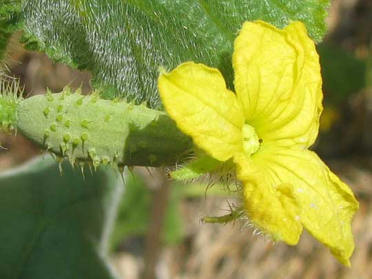 Cucumber, CUCUMIS SATIVUS, female flower
