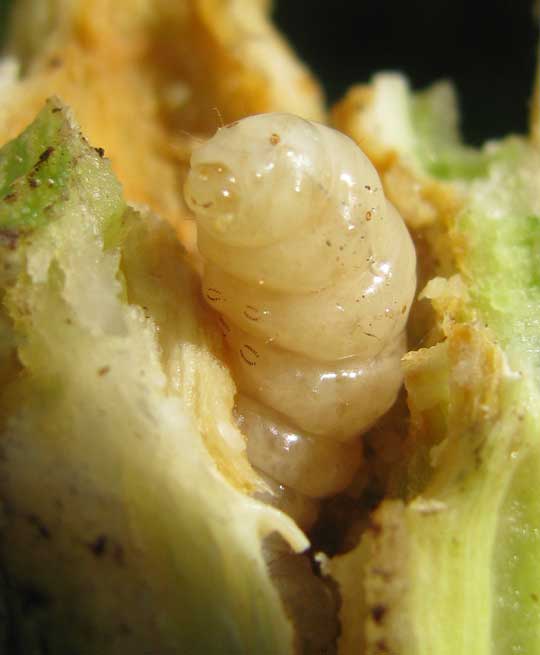 Squash Vine Borer larva, MELITTIA CUCURBITAE