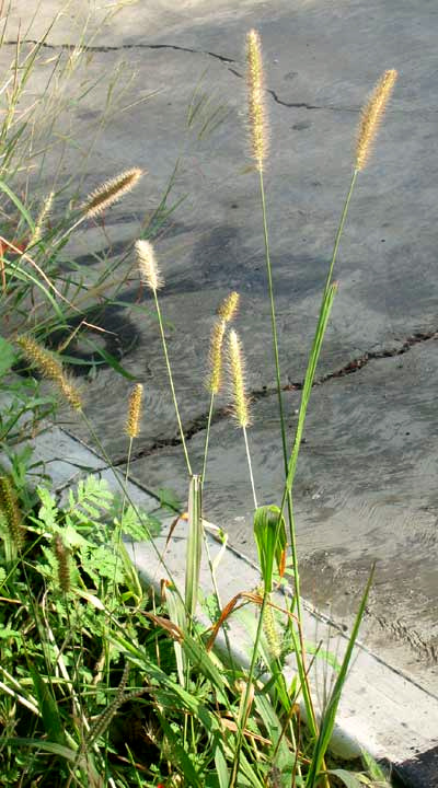 Perennial Foxtail-grass, SETARIA PARVIFLORA